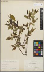 Foto von Salix pentandra L.